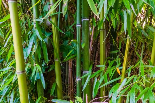 Bamboo Trimming in Lady Lake