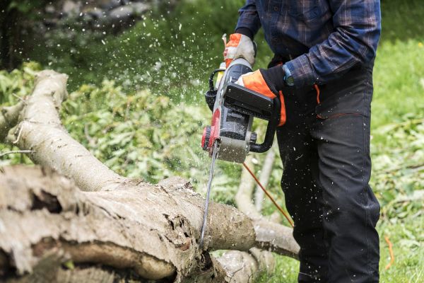 Branch Removal Service in Lady Lake