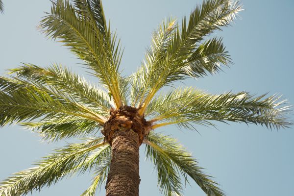 Palm Tree Pruning in Lady Lake