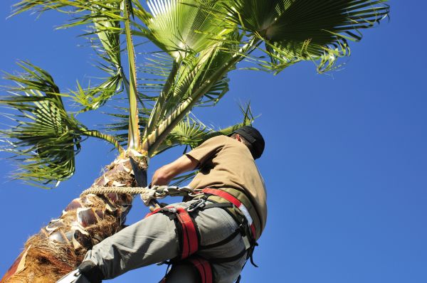 Palm Tree Trimming in Lady Lake