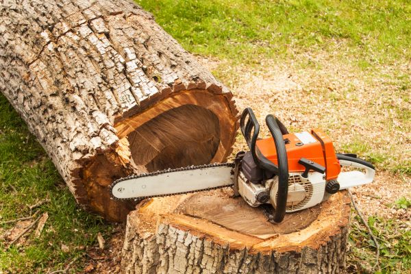 Tree Cutting Service in Lady Lake