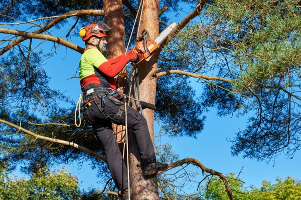 Tree Service in Lady Lake