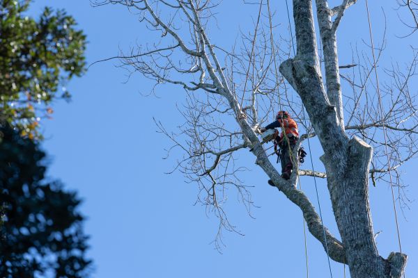 Tree Topping Service in Lady Lake