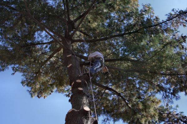 Trimming Service in Lady Lake