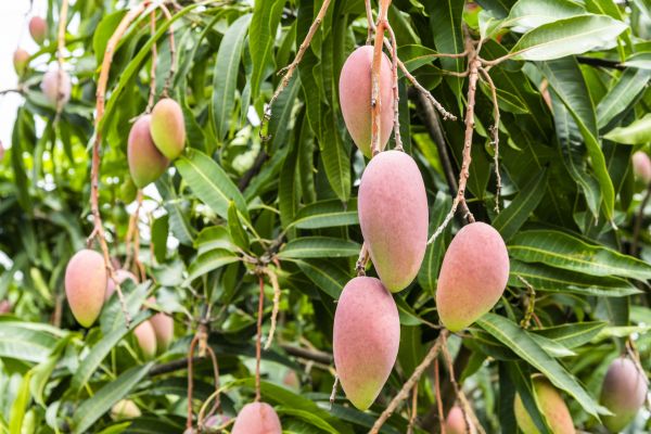 Mango Tree Trimming in Lady Lake