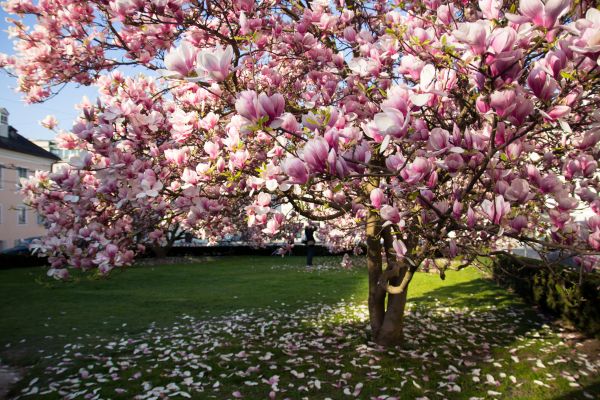 Ornamental Tree Pruning in Lady Lake