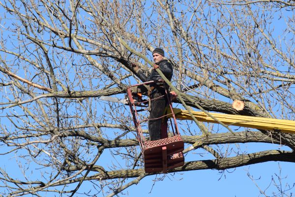 Emergency Tree Trimming in Lady Lake