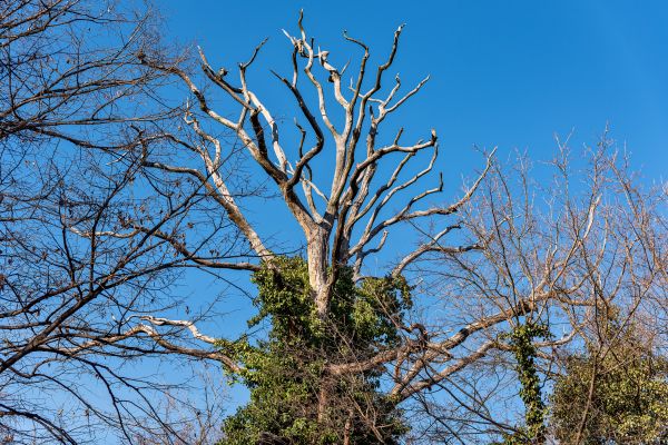 Deadwood Removal in Lady Lake