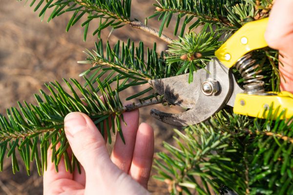 Pine Tree Pruning in Lady Lake