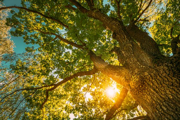 Cost of Oak Tree Pruning in Lady Lake