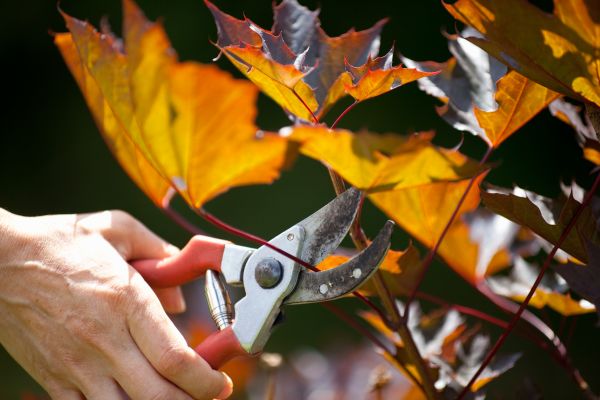 Cost of Maple Tree Pruning in Lady Lake
