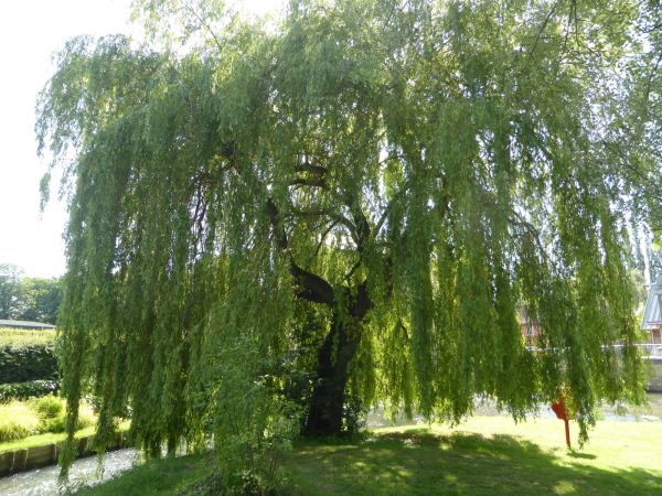 Willow Tree Trimming in Lady Lake