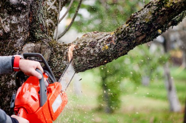 Cost of Tree Limbs Removal in Lady Lake