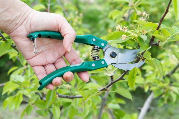 Cost of Pear Tree Pruning in Lady Lake