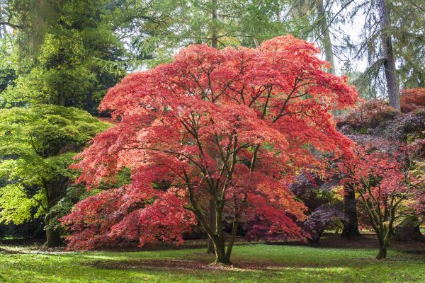 Japanese Maple Pruning in Lady Lake