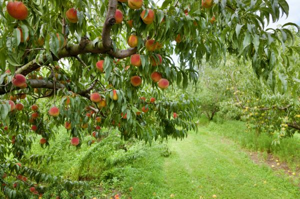 Cost of Peach Tree Pruning in Lady Lake