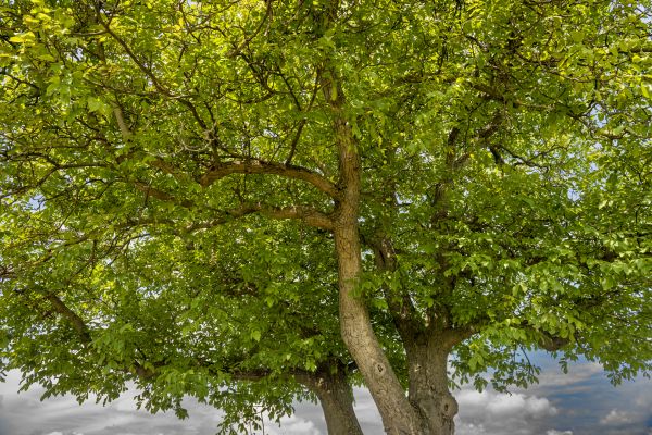 Walnut Tree Trimming in Lady Lake