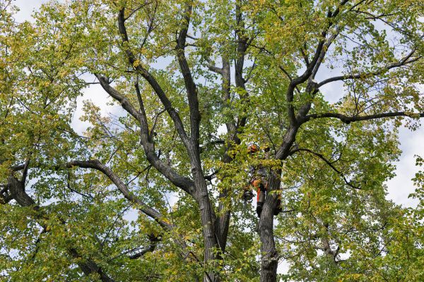 Tree Crown Shaping in Lady Lake