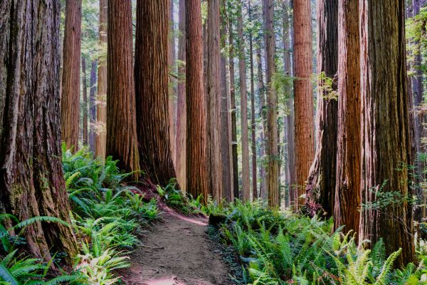 Redwood Tree Trimming in Lady Lake