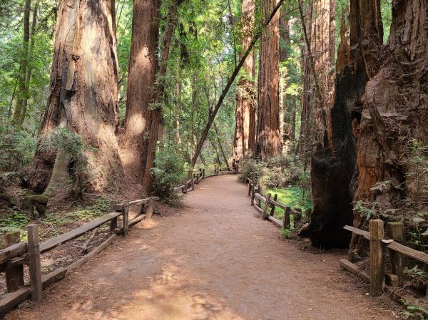 Redwood Tree Pruning in Lady Lake