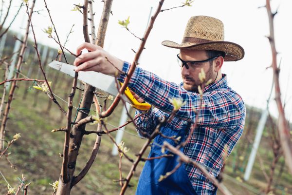 Orchard Tree Pruning in Lady Lake