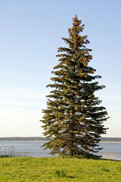 Spruce Tree Pruning in Lady Lake