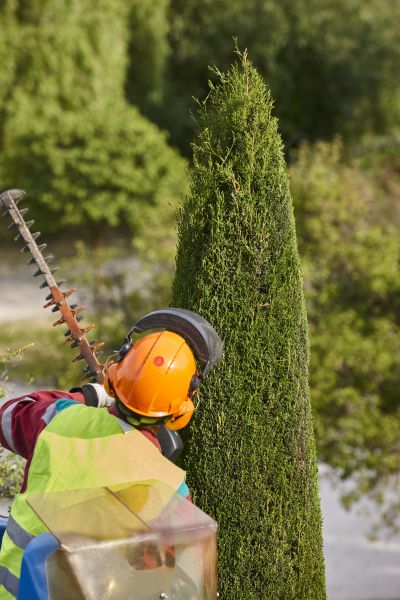 Cypress Tree Trimming in Lady Lake