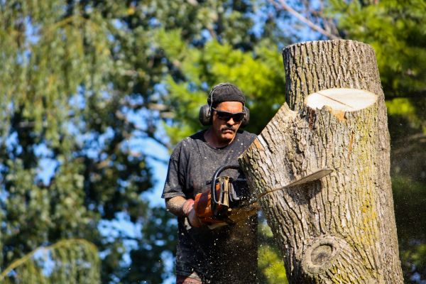 Ash Tree Pruning in Lady Lake