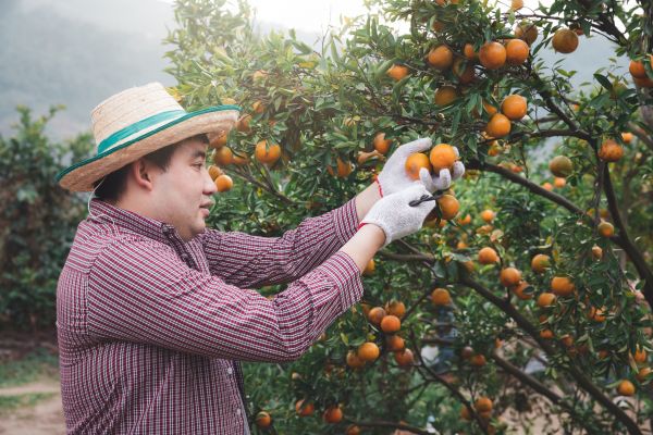 Orange Tree Pruning in Lady Lake