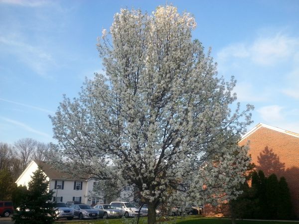 Bradford Pear Tree Pruning in Lady Lake
