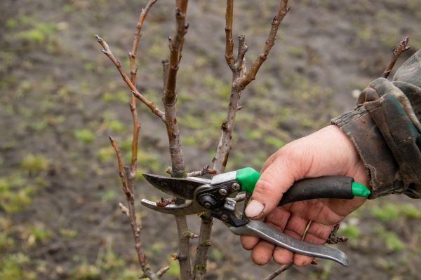 Cost of Pear Trees Pruning in Lady Lake