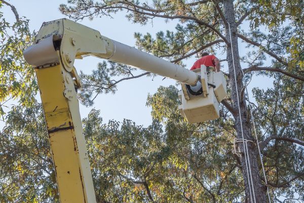 Limbs Trimming in Lady Lake