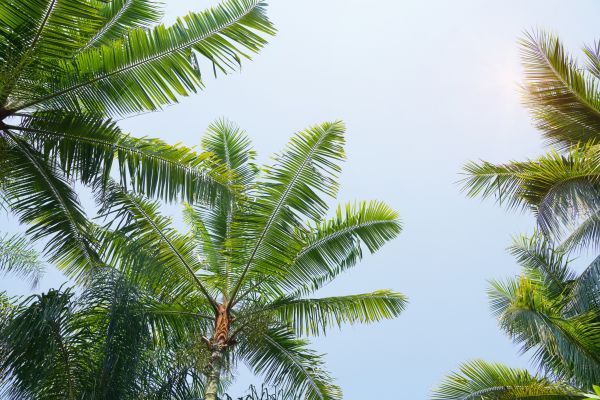 Queen Palm Tree Trimming in Lady Lake