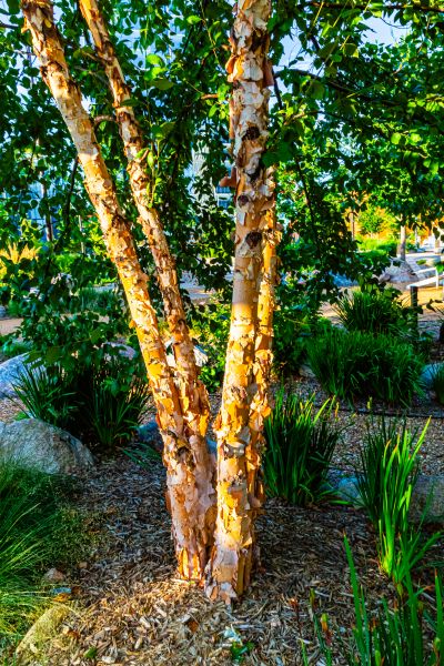 River Birch Trimming in Lady Lake