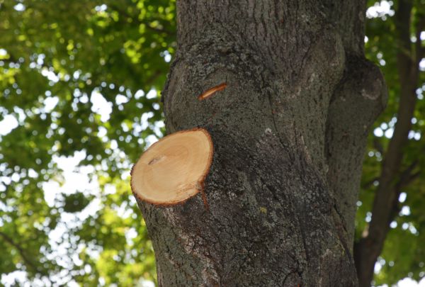 Limb Cutting in Lady Lake