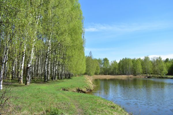 River Birch Pruning in Lady Lake
