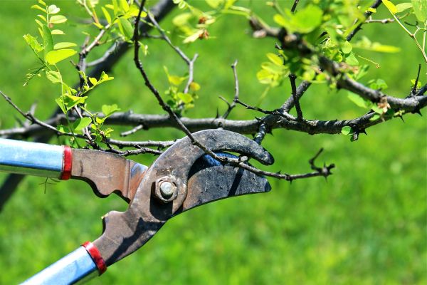 Branches Pruning in Lady Lake