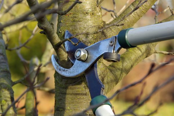 Tree Limb Trimming Service in Lady Lake