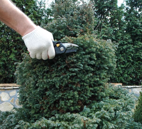 Ornamental Tree Trimming in Lady Lake