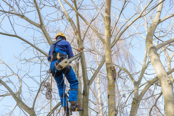 Large Tree Trimming in Lady Lake