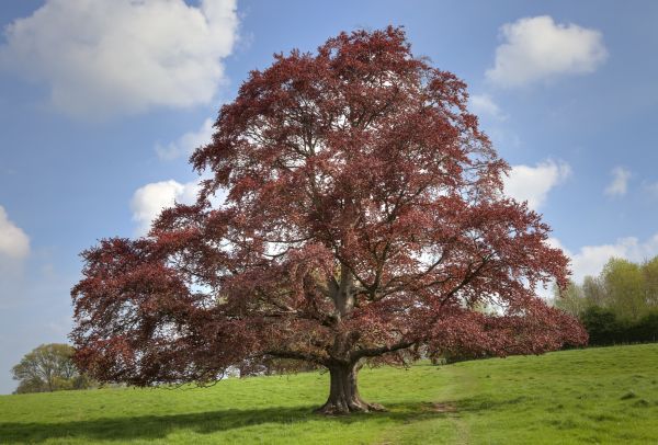 Beech Tree Pruning in Lady Lake