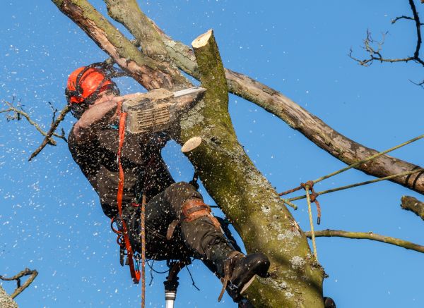 Tree Trimming Service in Lady Lake