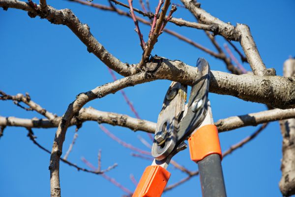 Tree Pruning in Lady Lake
