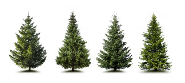 Cost of Pine Tree Trimming in Lady Lake