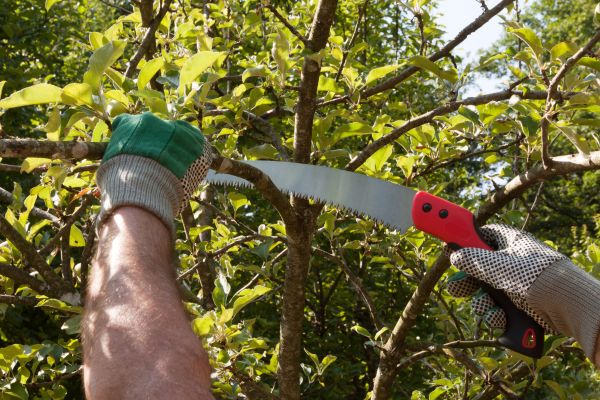 Apple Tree Trimming in Lady Lake