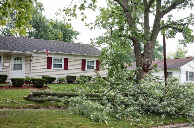 Fallen Tree in a Yard