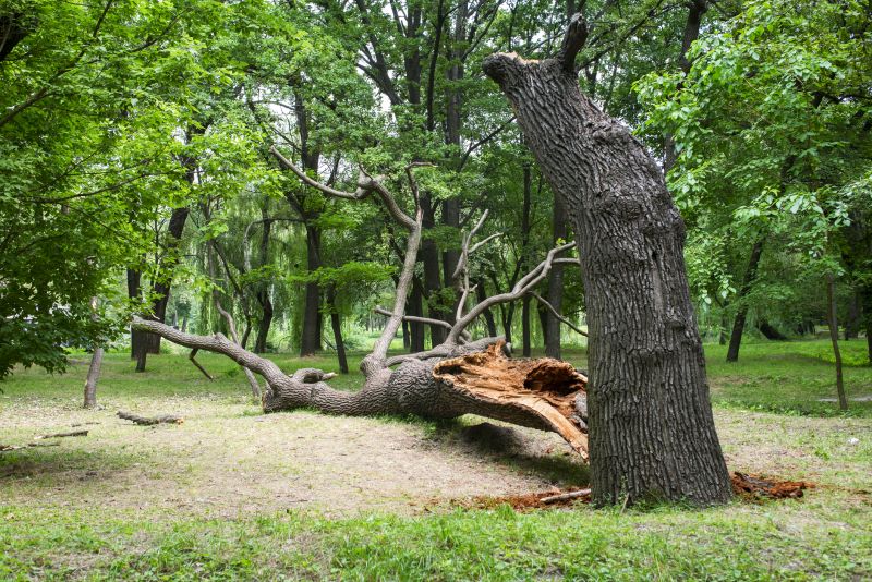 Storm Damage Tree Debris