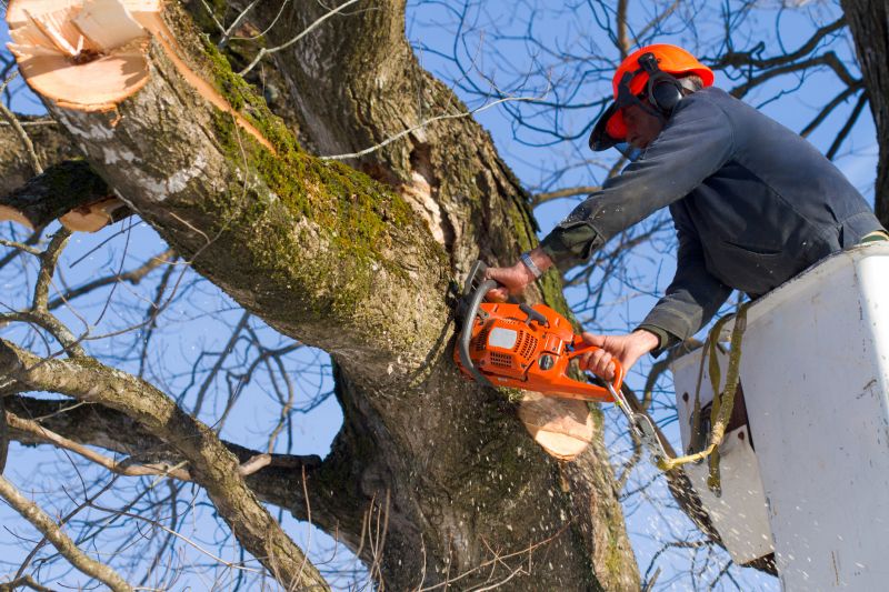 Tree Removal Safety Gear