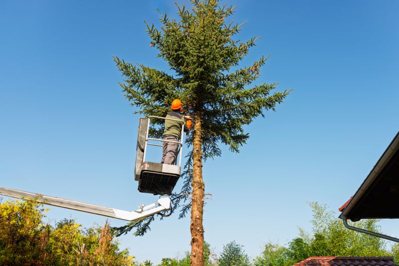 Products For Tree Trimmings in use