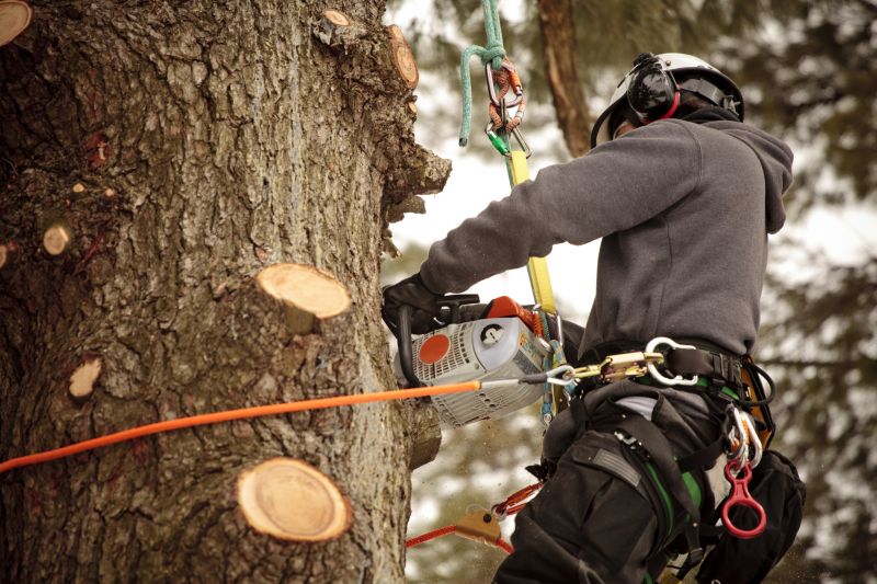 Professional Tree Trimming